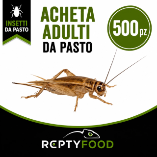 ACHETA ADULTI 500 PEZZI - INSETTI DA PASTO