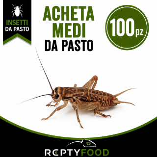 ACHETA MEDI 100 PEZZI - INSETTI DA PASTO