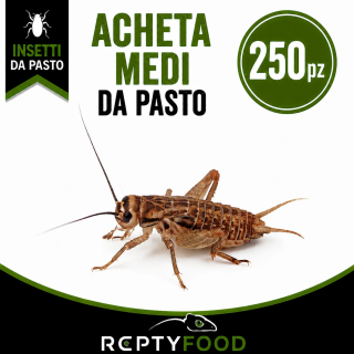 ACHETA MEDI 250 PEZZI GRATIS - INSETTI DA PASTO