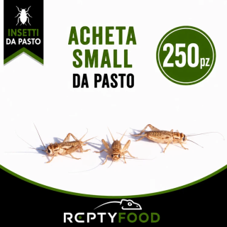 ACHETA SMALL 250 PEZZI - INSETTI DA PASTO