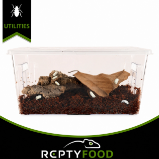 ZOO MED ROLY-POLY KIT – HABITAT PER ISOPODI ZOO MED ROLY-POLY KIT – HABITAT PER ISOPODI