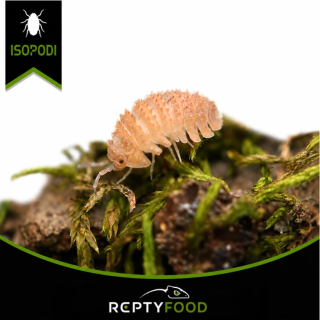 CRISTARMADILLIDIUM MURICATUM - ISOPODI TROPICALI