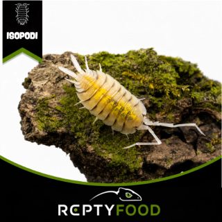 PORCELLIO BOLIVARI "YELLOW GHOST" - ISOPODI TROPICALI