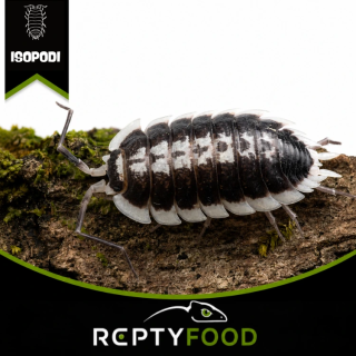 PORCELLIO FLAVOMARGINATUS - ISOPODI TROPICALI