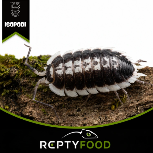 PORCELLIO FLAVOMARGINATUS - ISOPODI TROPICALI PORCELLIO FLAVOMARGINATUS - ISOPODI TROPICALI