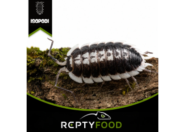 PORCELLIO FLAVOMARGINATUS - ISOPODI TROPICALI