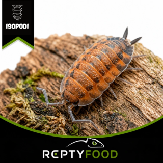 PORCELLIO SCABER "LAVA" - ISOPODI TERRESTRI