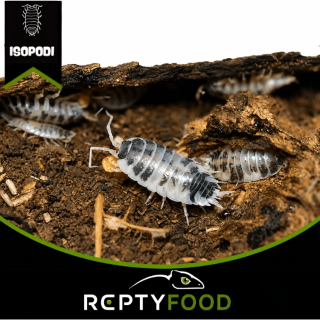 PORCELLIO LEAVIS "DAIRY COW" - ISOPODI TERRESTRI