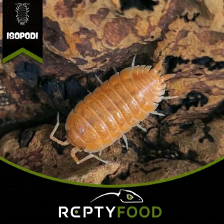 PORCELLIO LEAVIS ORANGE - ISOPODI TERRESTRI