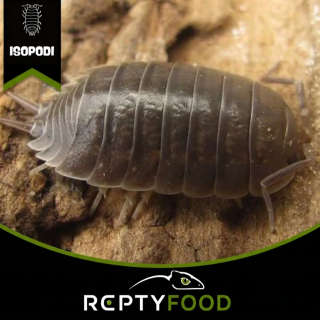 PORCELLIO LEAVIS - ISOPODI TERRESTRI
