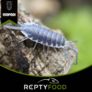 PORCELLIO HOFFMANNSEGGI - ISOPODI TERRESTRI