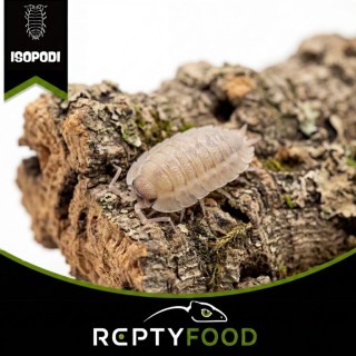 PORCELLIO SPATULATUS "COROS" - ISOPODI TROPICALI