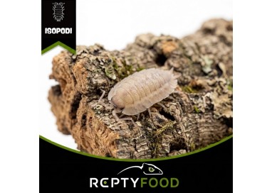 PORCELLIO SPATULATUS "COROS" - ISOPODI TROPICALI
