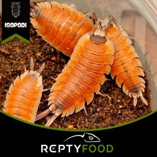 PORCELLIO SILVESTRI