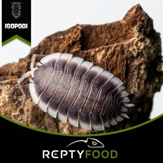 PORCELLIO WERNERI - ISOPODI TROPICALI