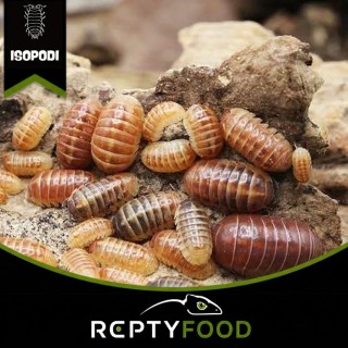 ARMADILLIDIUM VULGARE SANTA LUCIA
