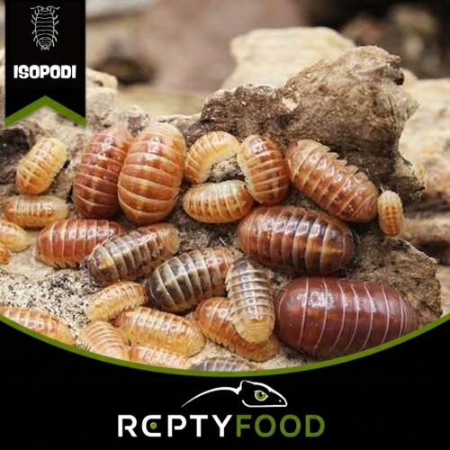 ARMADILLIDIUM VULGARE SANTA LUCIA ARMADILLIDIUM VULGARE SANTA LUCIA