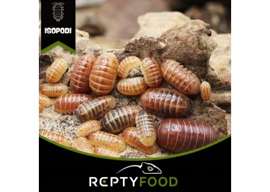 ARMADILLIDIUM VULGARE SANTA LUCIA