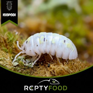 ARMADILLIDIUM VULGARE MAGIC POTION - ISOPODI TROPICALI