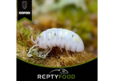 ARMADILLIDIUM VULGARE MAGIC POTION - ISOPODI TROPICALI