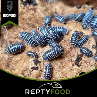ARMADILLIDIUM VULGARE MACULATUM - ISOPODI TROPICALI