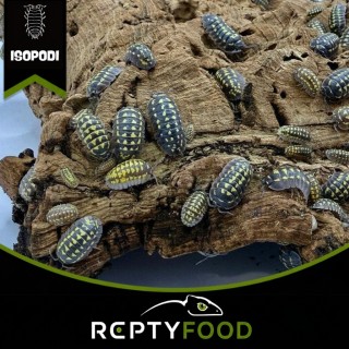 ARMADILLIDIUM GESTROI - ISOPODI TROPICALI