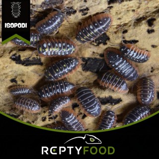 ARMADILLIDIUM KLUGI "MONTENEGRO"