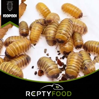 ARMADILLIDIUM BADIUM HIGH YELLOW