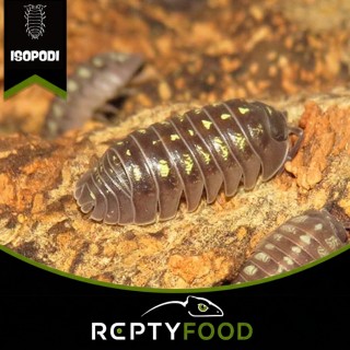 ARMADILLIDIUM DEPRESSUM - ISOPODI TROPICALI