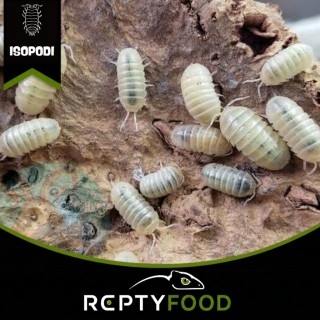 ARMADILLIDIUM VULGARE T- ALBINO - ISOPODI TROPICALI