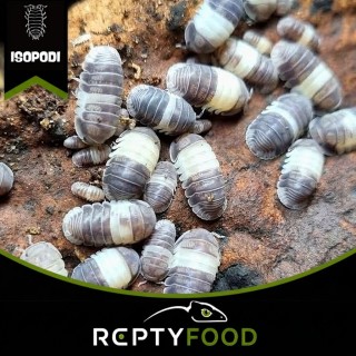 CUBARIS "PANDA KING" - ISOPODI TROPICALI