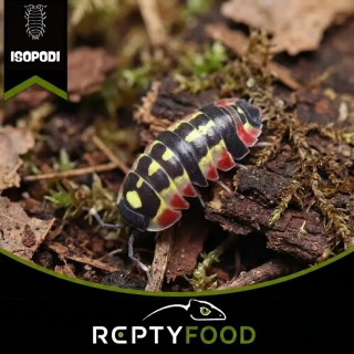 ARDENTIELLA RED DIABLO - ISOPODI TROPICALI