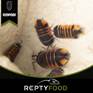 ARDENTIELLA EMBER BEE - ISOPODI TROPICALI