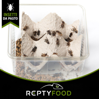GRILLO ASSIMILIS SMALL DOSE - INSETTI DA PASTO