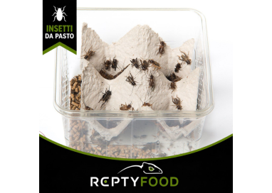 GRILLO ASSIMILIS SMALL DOSE - INSETTI DA PASTO