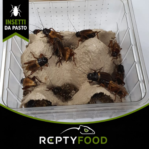 GRILLO BIMACULATUS ADULTO DOSE - INSETTI DA PASTO GRILLO BIMACULATUS ADULTO DOSE - INSETTI DA PASTO