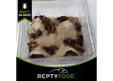 GRILLO BIMACULATUS ADULTO DOSE - INSETTI DA PASTO