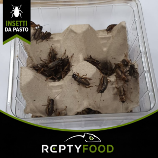 GRILLO BIMACULATUS MEDI DOSE - INSETTI DA PASTO