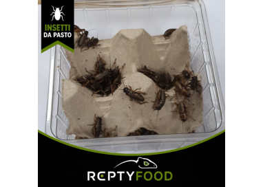 GRILLO BIMACULATUS MEDI DOSE - INSETTI DA PASTO