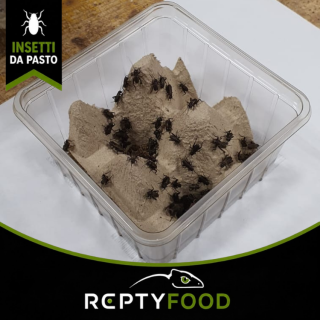 GRILLO BIMACULATUS SMALL DOSE - INSETTI DA PASTO