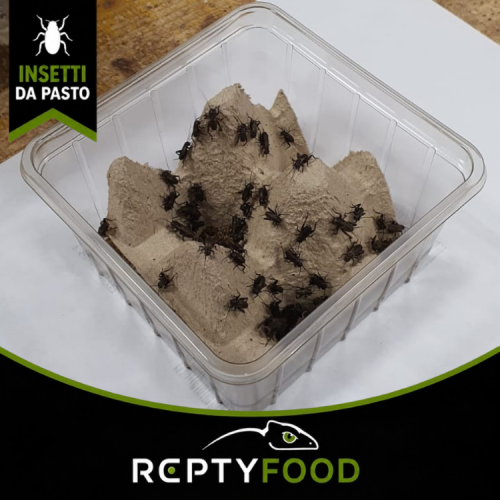 GRILLO BIMACULATUS SMALL DOSE - INSETTI DA PASTO
