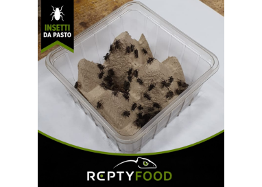 GRILLO BIMACULATUS SMALL DOSE - INSETTI DA PASTO