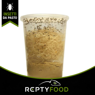 DROSOPHILE - INSETTI DA PASTO