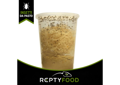 DROSOPHILE - INSETTI DA PASTO