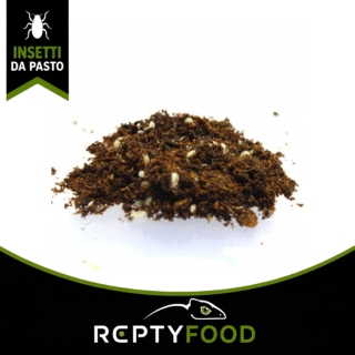 ONISCHI TROPICALI - INSETTI DA PASTO