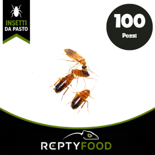 BLATTE LATERALIS SUBADULTE / ADULTE 100 PEZZI - INSETTI DA PASTO