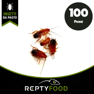 BLATTE LATERALIS MEDIE 100 PEZZI - INSETTI DA PASTO