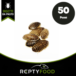 BLATTE DUBIA MEDIE 50 PEZZI - INSETTI DA PASTO