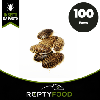 BLATTE DUBIA MEDIE 100 PEZZI - INSETTI DA PASTO