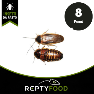 BLATTE DUBIA ADULTE DOSE - INSETTI DA PASTO